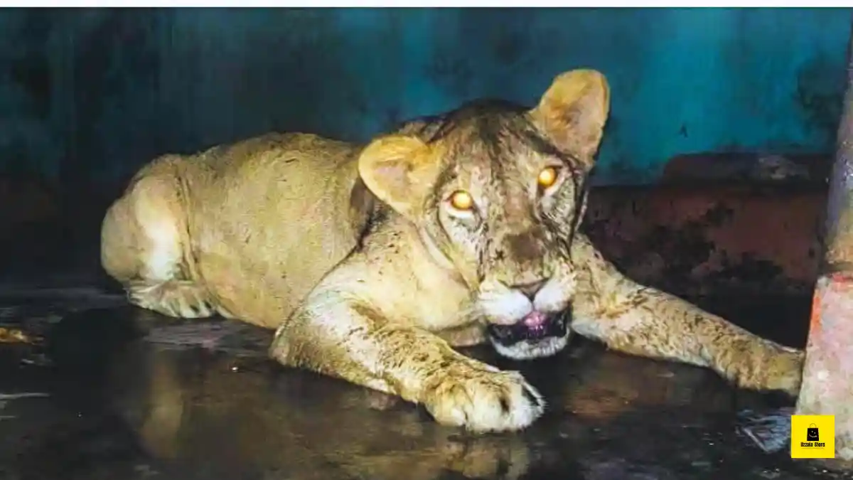 চিড়িয়াখানায় সিংহের অবহেলার ভয়াবহ চিত্র